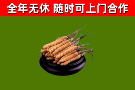 友好区烟酒回收冬虫夏草.jpg